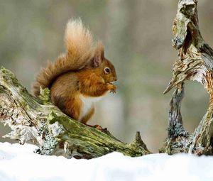 Preview wallpaper squirrel, snow, branch, winter, sit