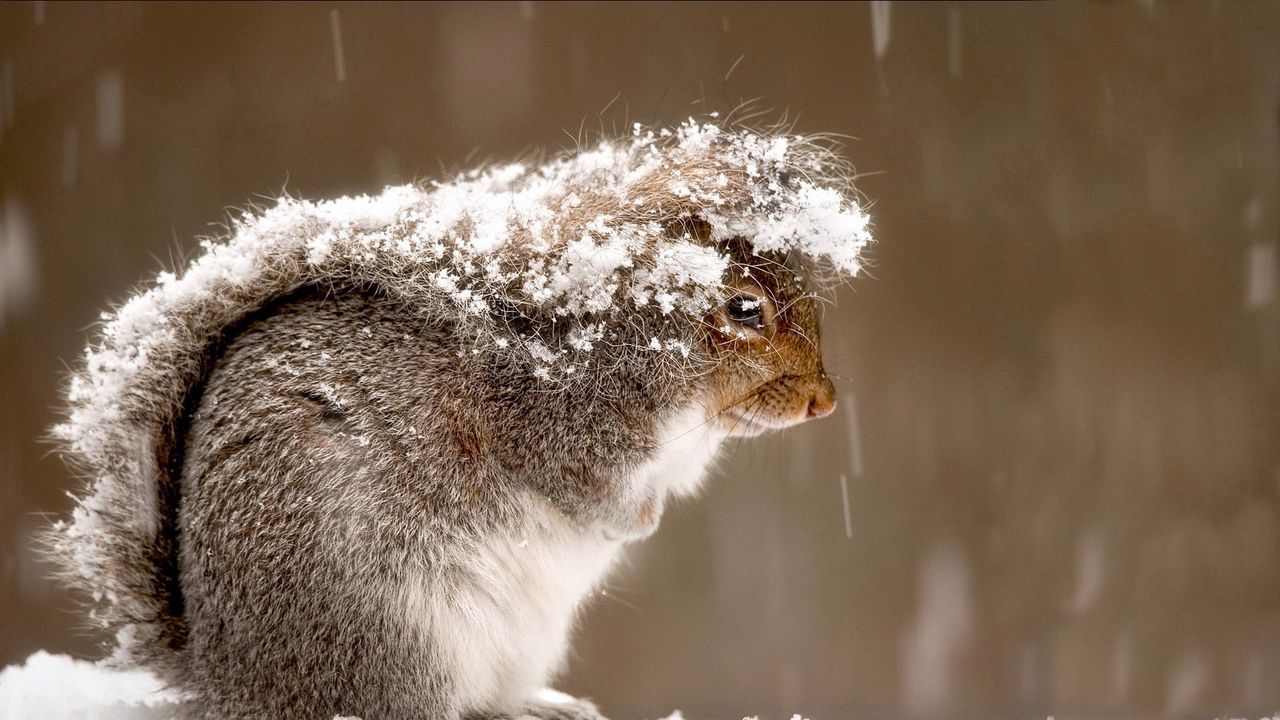 Wallpaper squirrel, snow, cold