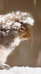 Preview wallpaper squirrel, snow, cold