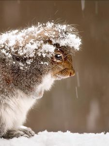 Preview wallpaper squirrel, snow, cold