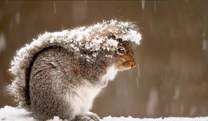 Preview wallpaper squirrel, snow, cold