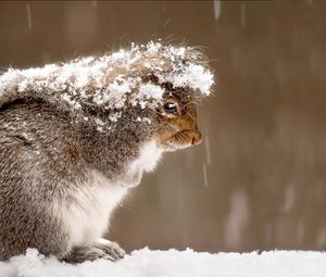 Preview wallpaper squirrel, snow, cold