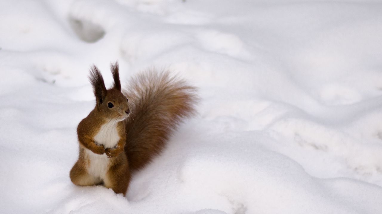 Wallpaper squirrel, snow, curiosity