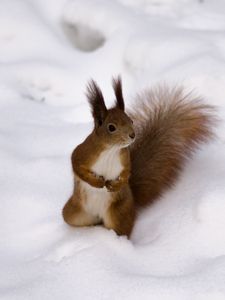 Preview wallpaper squirrel, snow, curiosity