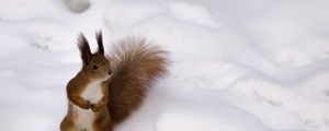 Preview wallpaper squirrel, snow, curiosity