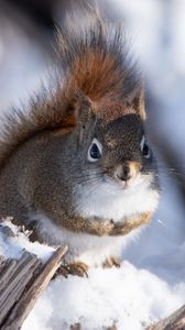 Preview wallpaper squirrel, snow, log, wildlife, winter