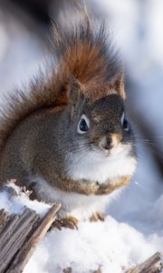 Preview wallpaper squirrel, snow, log, wildlife, winter