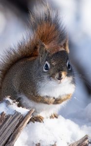 Preview wallpaper squirrel, snow, log, wildlife, winter