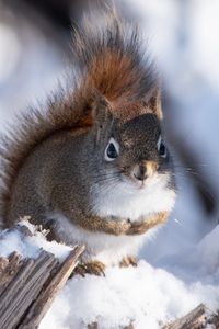Preview wallpaper squirrel, snow, log, wildlife, winter
