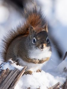 Preview wallpaper squirrel, snow, log, wildlife, winter