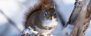 Preview wallpaper squirrel, snow, log, wildlife, winter