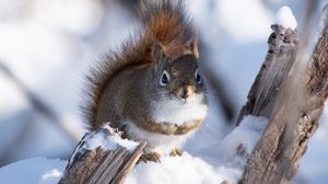 Preview wallpaper squirrel, snow, log, wildlife, winter