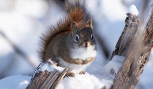 Preview wallpaper squirrel, snow, log, wildlife, winter