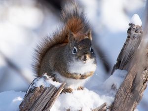 Preview wallpaper squirrel, snow, log, wildlife, winter