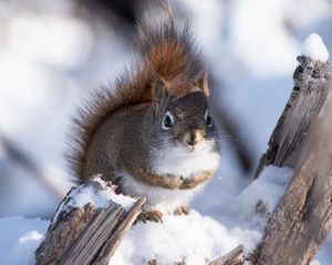 Preview wallpaper squirrel, snow, log, wildlife, winter