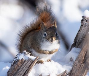 Preview wallpaper squirrel, snow, log, wildlife, winter