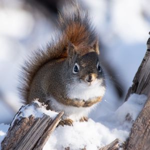 Preview wallpaper squirrel, snow, log, wildlife, winter