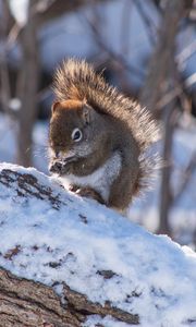 Preview wallpaper squirrel, snow, log, winter