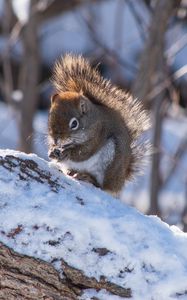 Preview wallpaper squirrel, snow, log, winter