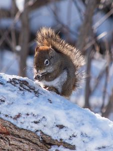 Preview wallpaper squirrel, snow, log, winter