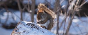 Preview wallpaper squirrel, snow, log, winter