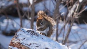 Preview wallpaper squirrel, snow, log, winter