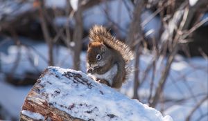 Preview wallpaper squirrel, snow, log, winter