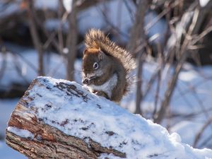 Preview wallpaper squirrel, snow, log, winter