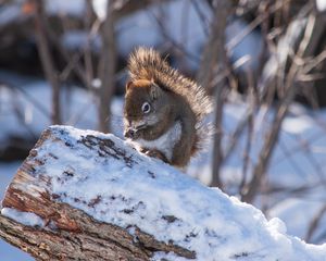 Preview wallpaper squirrel, snow, log, winter