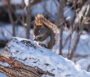 Preview wallpaper squirrel, snow, log, winter