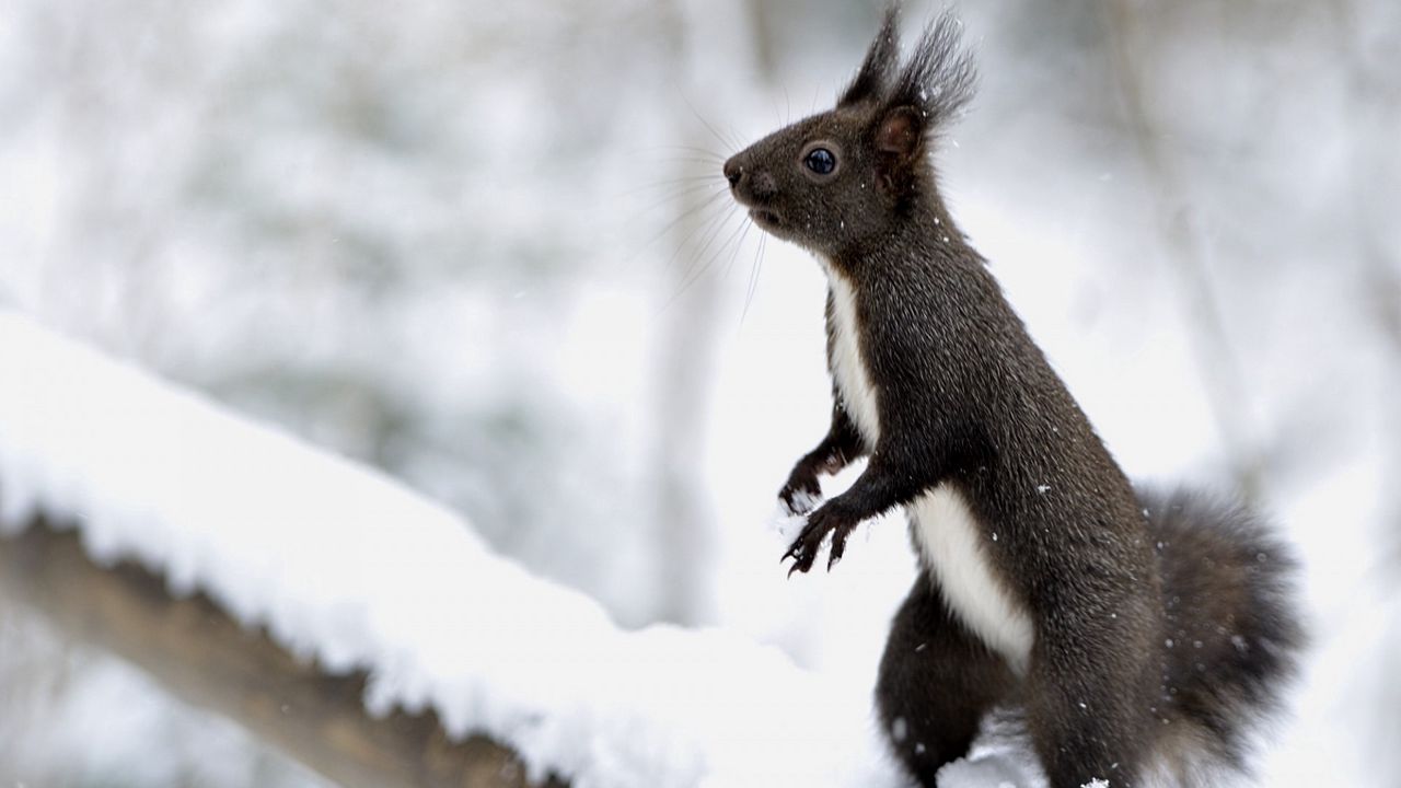 Wallpaper squirrel, snow, on his hind legs