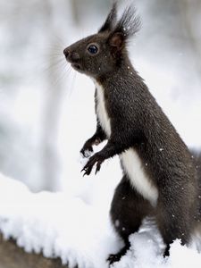 Preview wallpaper squirrel, snow, on his hind legs