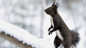 Preview wallpaper squirrel, snow, on his hind legs