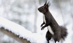 Preview wallpaper squirrel, snow, on his hind legs