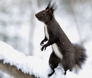 Preview wallpaper squirrel, snow, on his hind legs