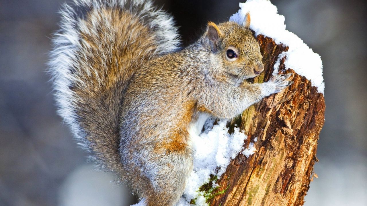 Wallpaper squirrel, snow, tree, climbing, animal
