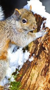 Preview wallpaper squirrel, snow, tree, climbing, animal