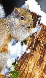 Preview wallpaper squirrel, snow, tree, climbing, animal