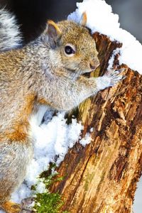 Preview wallpaper squirrel, snow, tree, climbing, animal