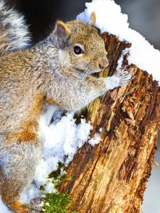 Preview wallpaper squirrel, snow, tree, climbing, animal