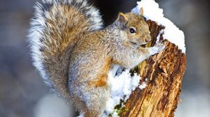 Preview wallpaper squirrel, snow, tree, climbing, animal