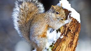 Preview wallpaper squirrel, snow, tree, climbing, animal