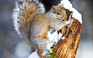 Preview wallpaper squirrel, snow, tree, climbing, animal