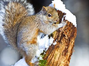 Preview wallpaper squirrel, snow, tree, climbing, animal