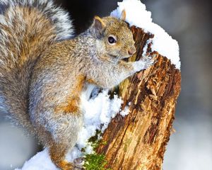 Preview wallpaper squirrel, snow, tree, climbing, animal