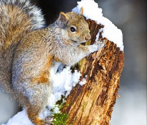 Preview wallpaper squirrel, snow, tree, climbing, animal