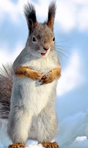 Preview wallpaper squirrel, snow, winter, animal