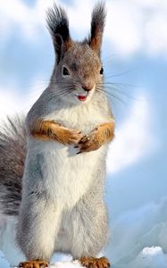 Preview wallpaper squirrel, snow, winter, animal