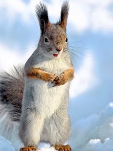 Preview wallpaper squirrel, snow, winter, animal