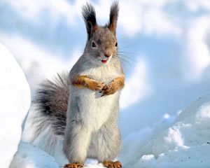 Preview wallpaper squirrel, snow, winter, animal